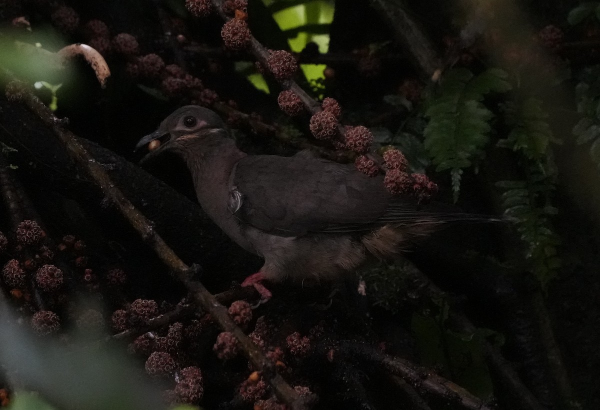 Amethyst Brown-Dove - ML641396779