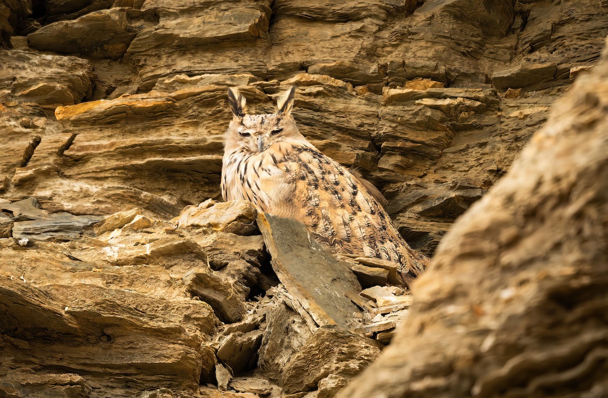 Eurasian Eagle-Owl - ML641396783