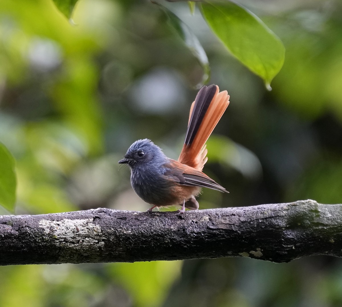 Blue-headed Fantail - ML641396795