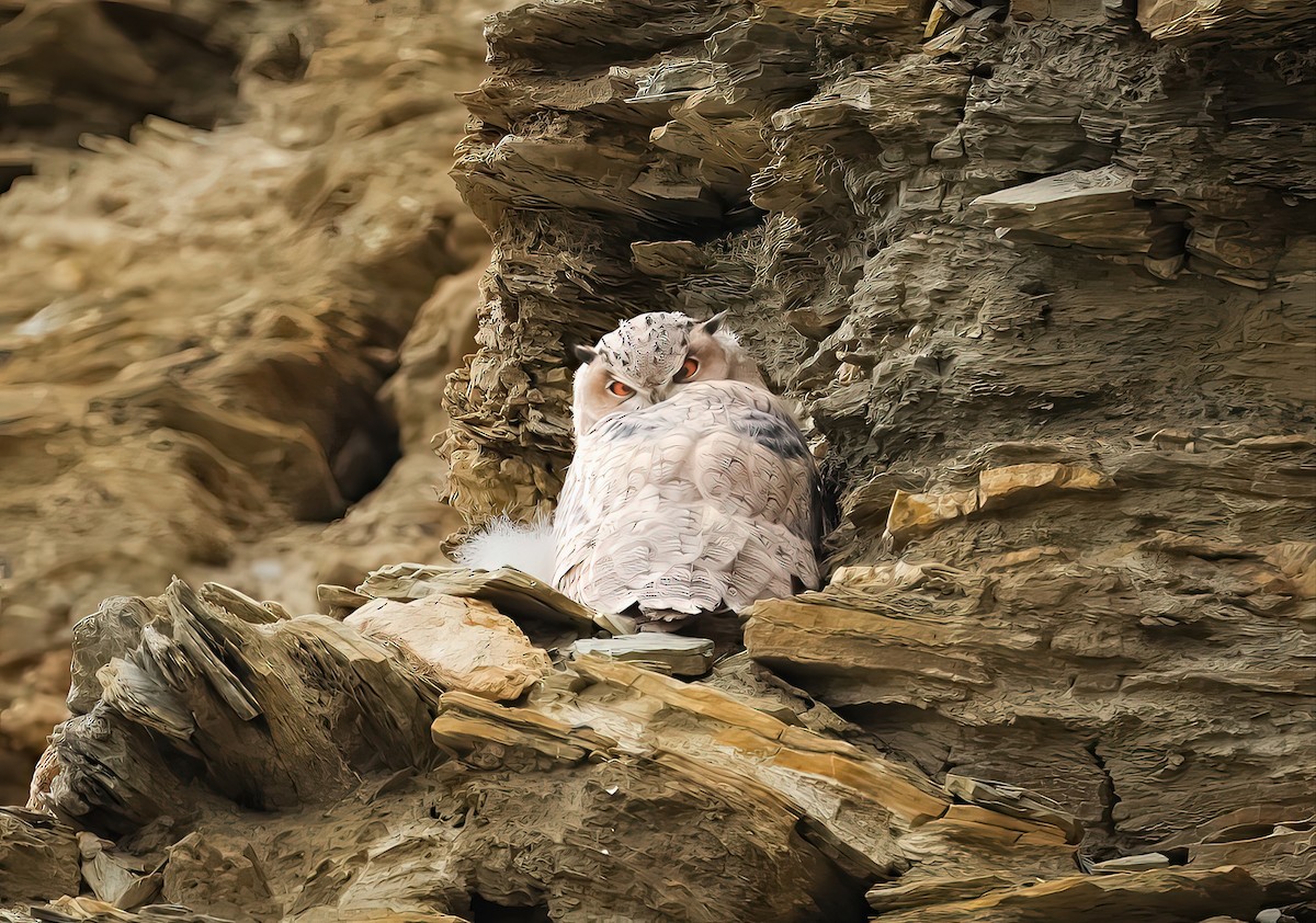 Eurasian Eagle-Owl - ML641396805