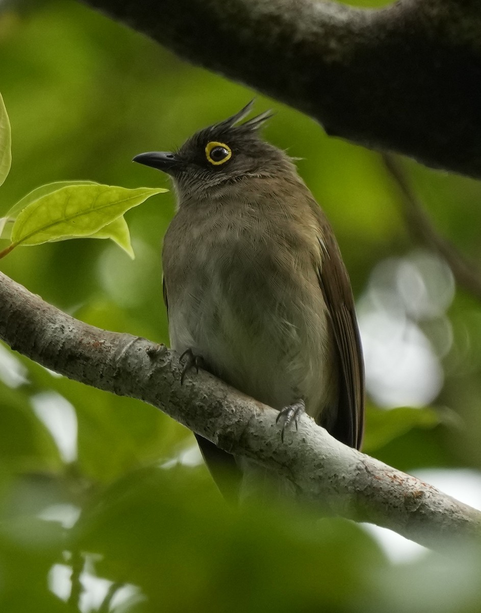 Yellow-wattled Bulbul - ML641396822