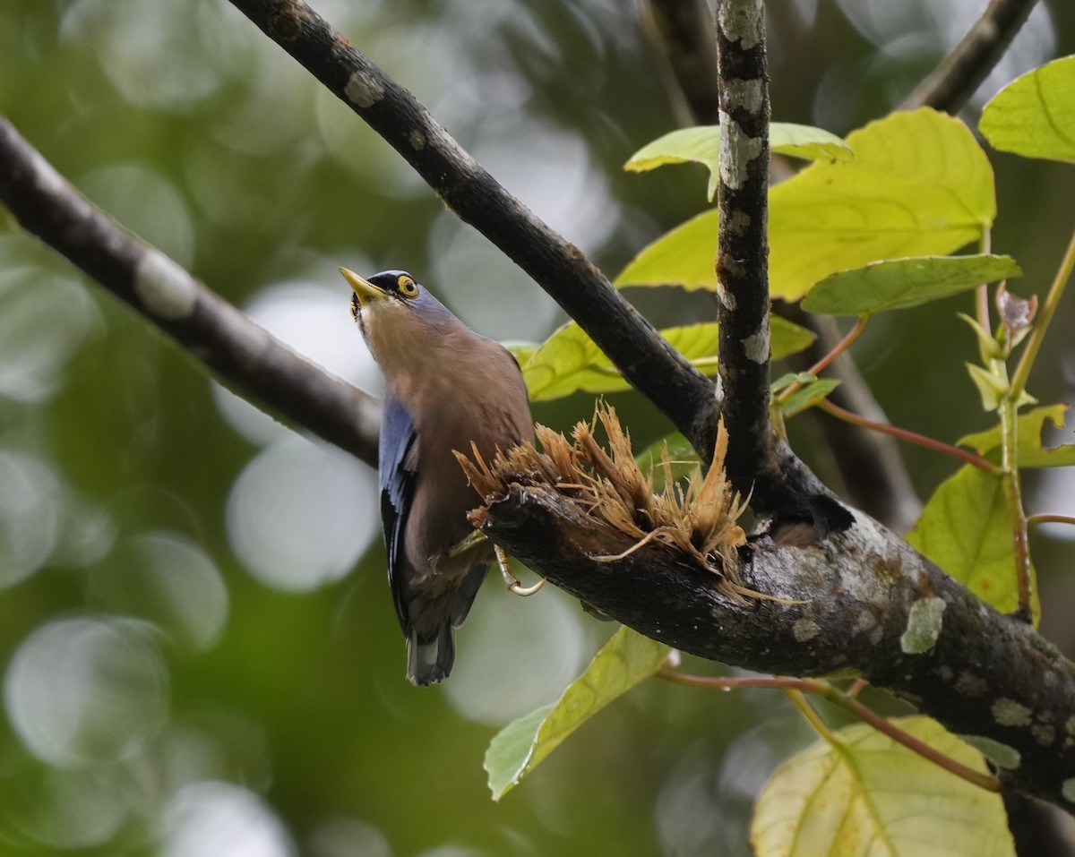 Sulphur-billed Nuthatch - ML641396828