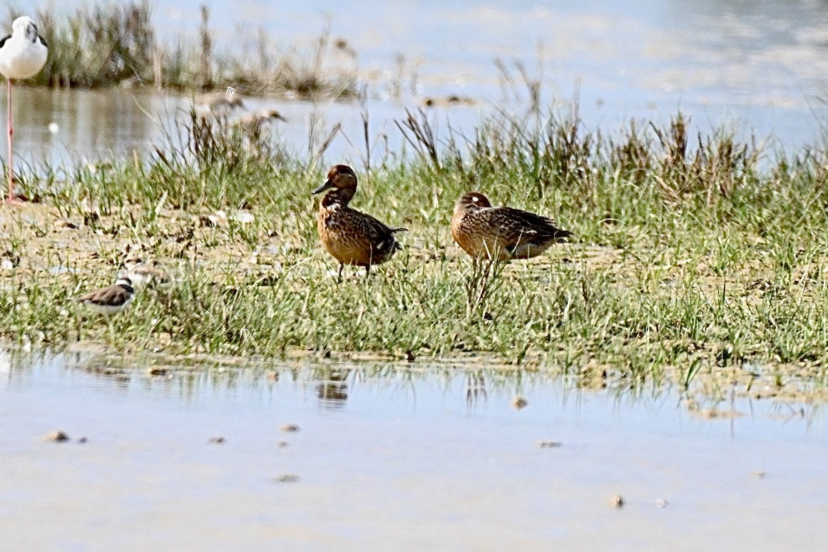 Green-winged Teal - ML641396831