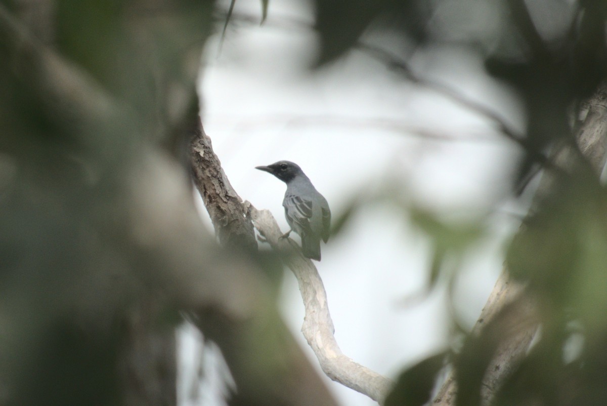 Sahul Cicadabird - ML641396833