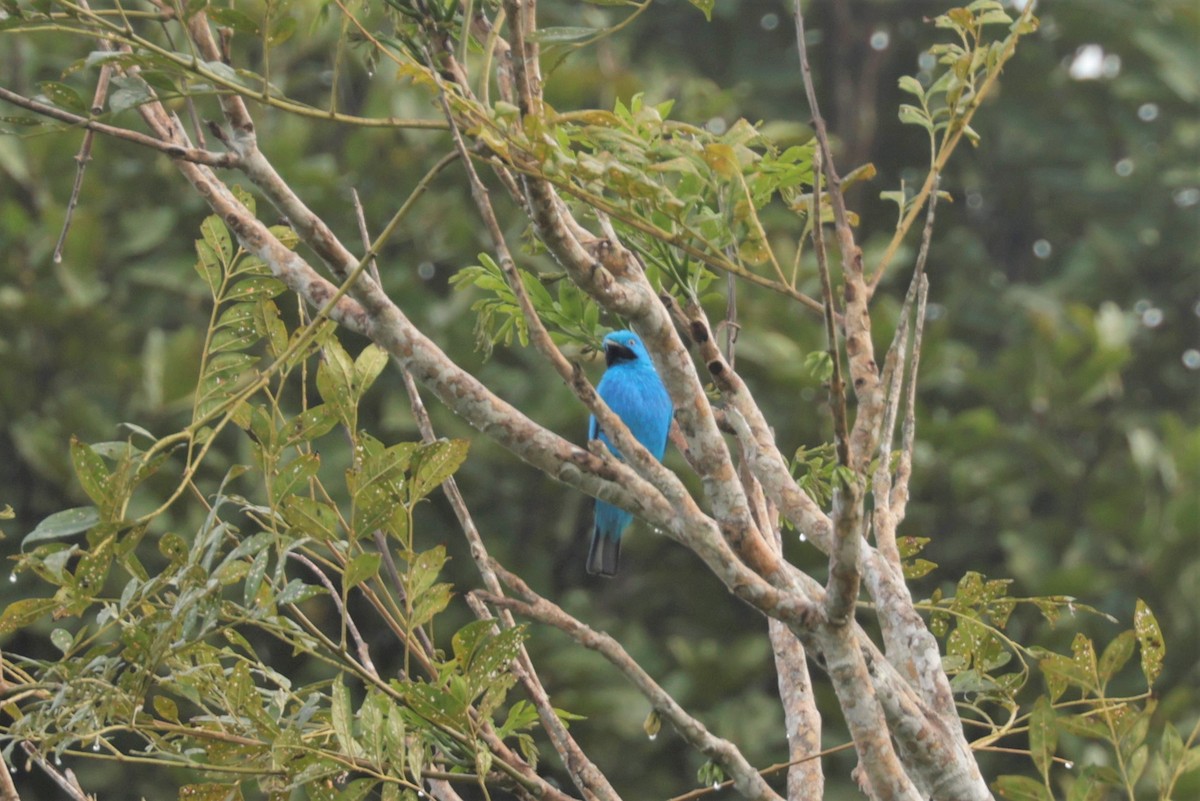 Plum-throated Cotinga - ML641396835