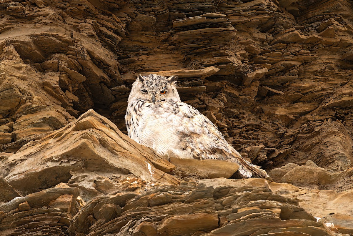 Eurasian Eagle-Owl - ML641396837