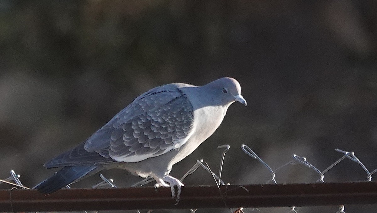 Spot-winged Pigeon - ML641396840