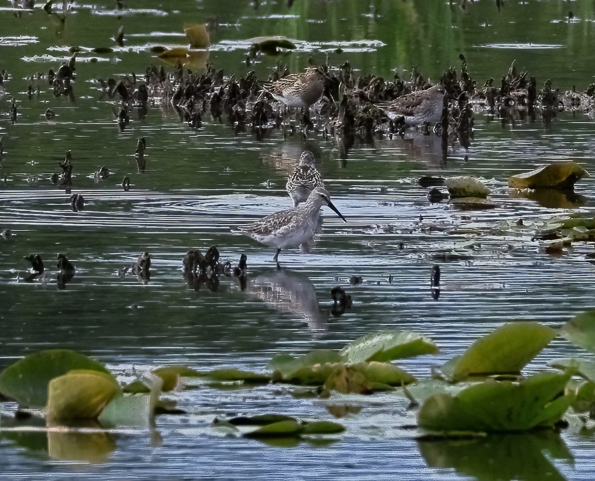 Stilt Sandpiper - ML641396850