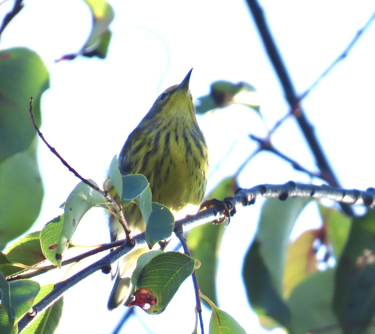 Cape May Warbler - ML641396854