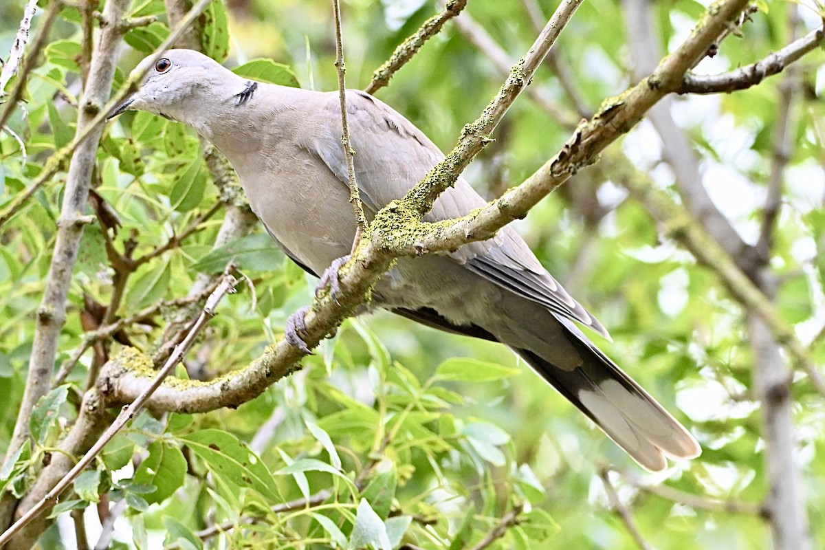 Eurasian Collared-Dove - ML641396869