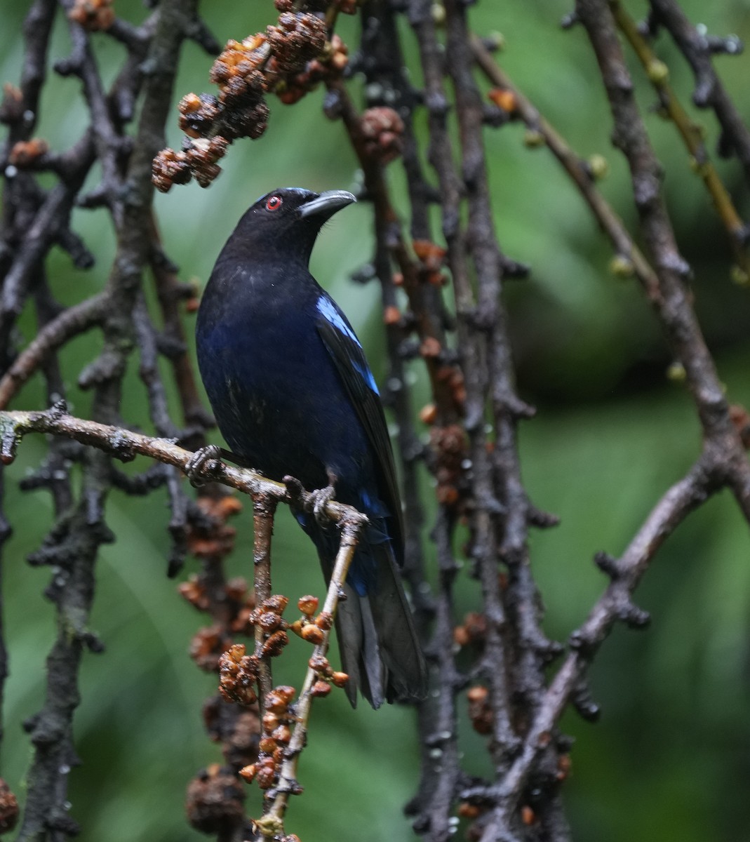 Philippine Fairy-bluebird - ML641396870