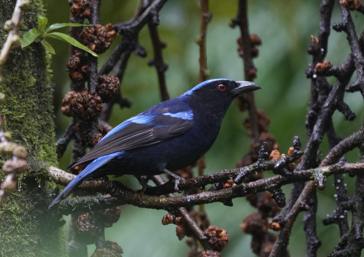 Philippine Fairy-bluebird - ML641396880