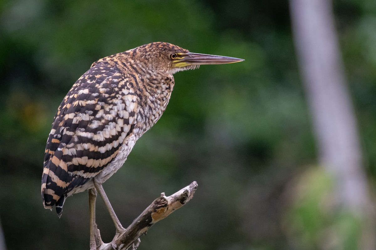 Rufescent Tiger-Heron - ML641396885