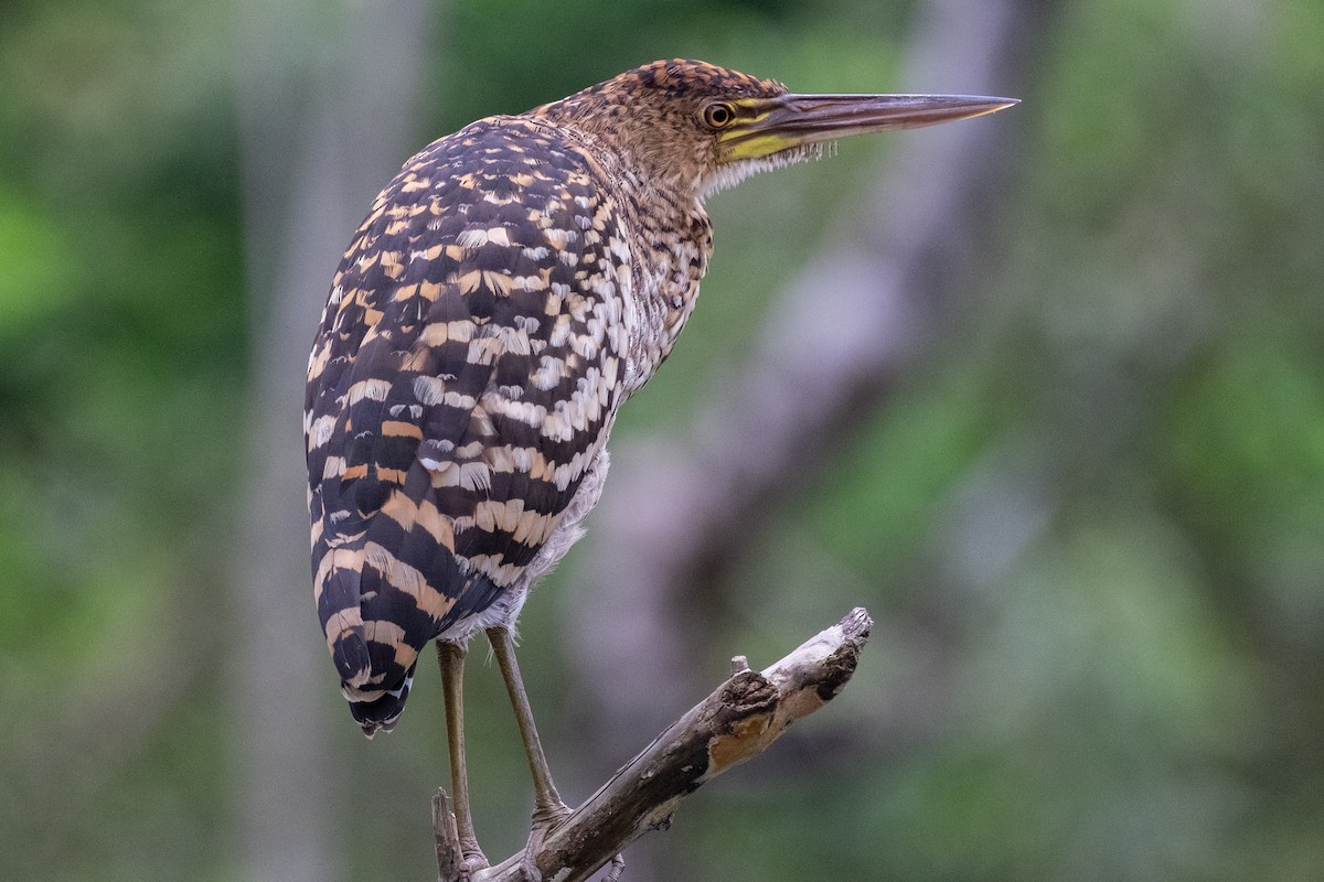 Rufescent Tiger-Heron - ML641396886