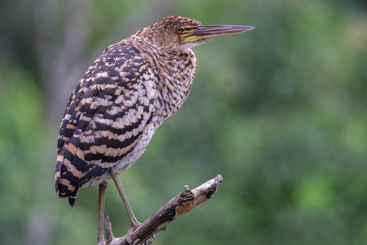 Rufescent Tiger-Heron - ML641396887