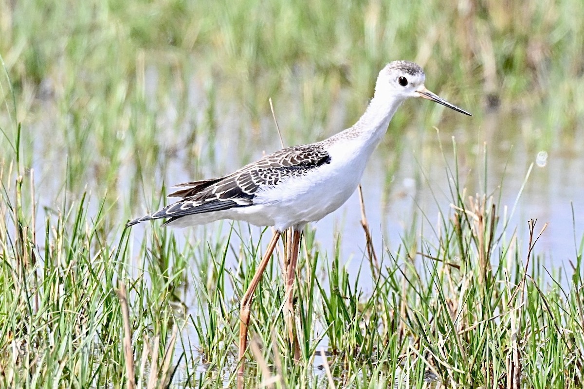 Black-winged Stilt - ML641396891
