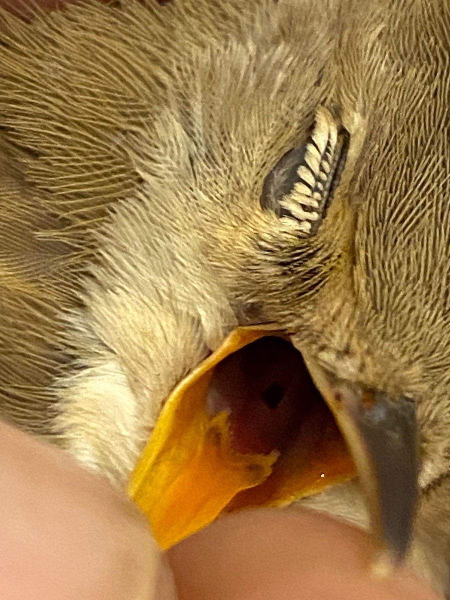 Marsh/Common Reed Warbler - ML641396897