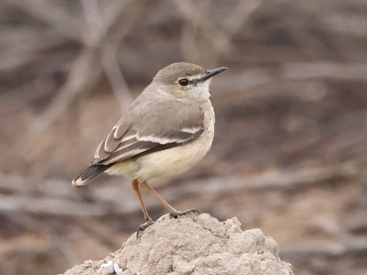 Short-tailed Field Tyrant - ML641396898