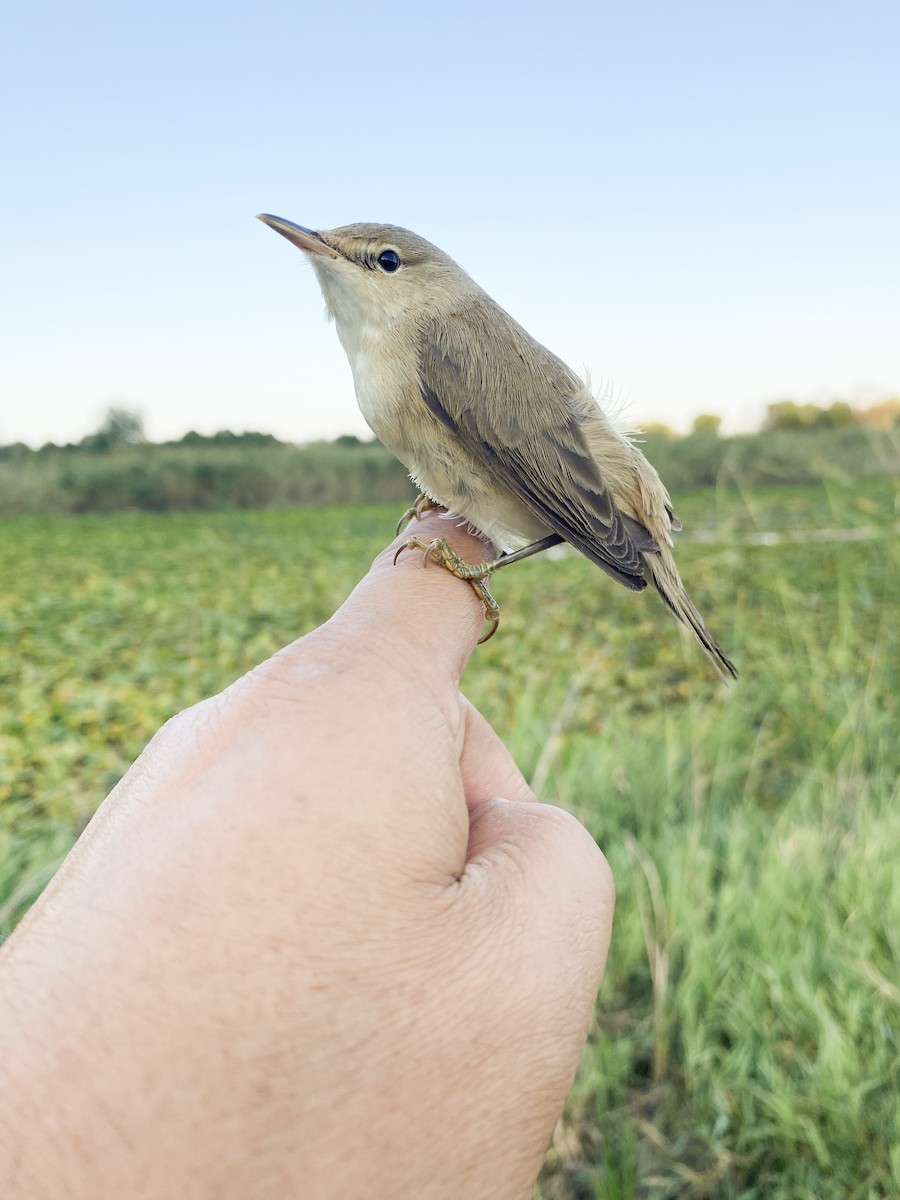 Marsh/Common Reed Warbler - ML641396900