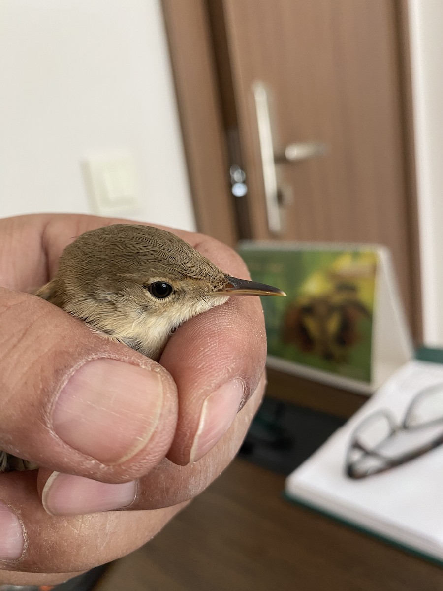 Marsh/Common Reed Warbler - ML641396901
