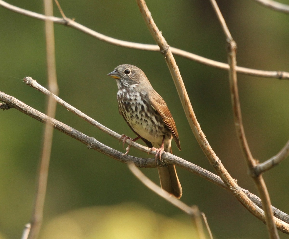 Fox Sparrow - ML641396934