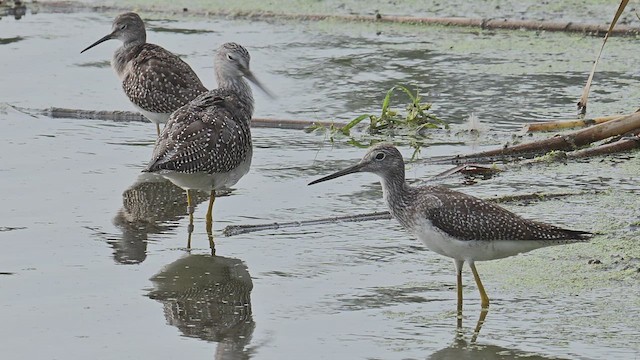 Greater Yellowlegs - ML641396950