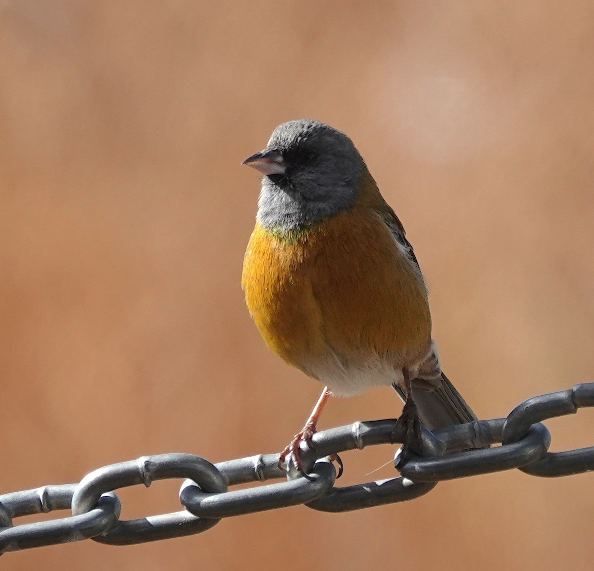 Peruvian Sierra Finch - ML641396964