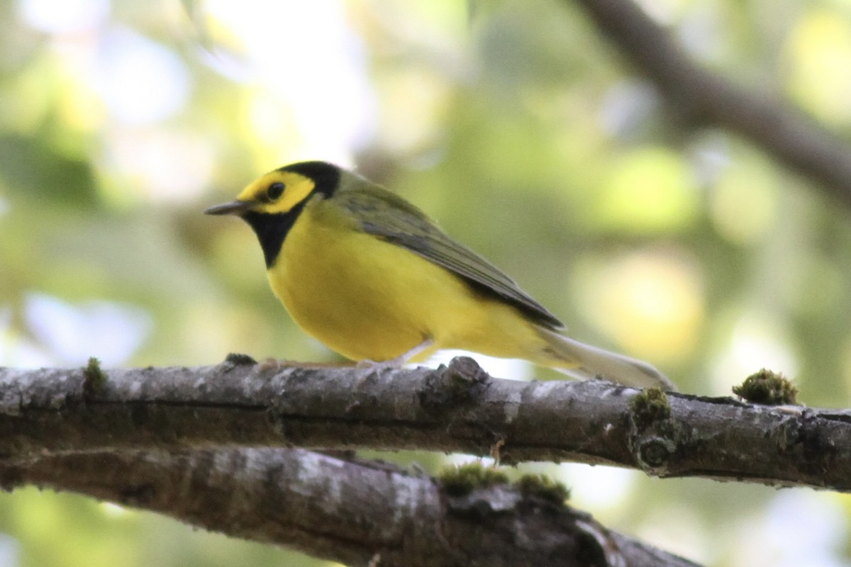 Hooded Warbler - ML641396970