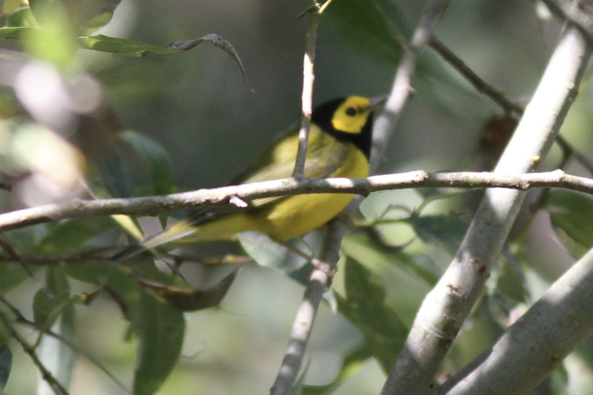 Hooded Warbler - ML641396971