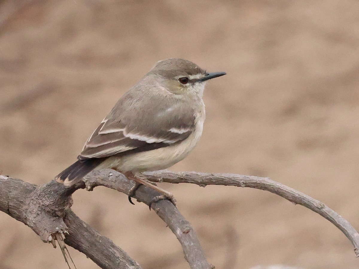 Short-tailed Field Tyrant - ML641396974