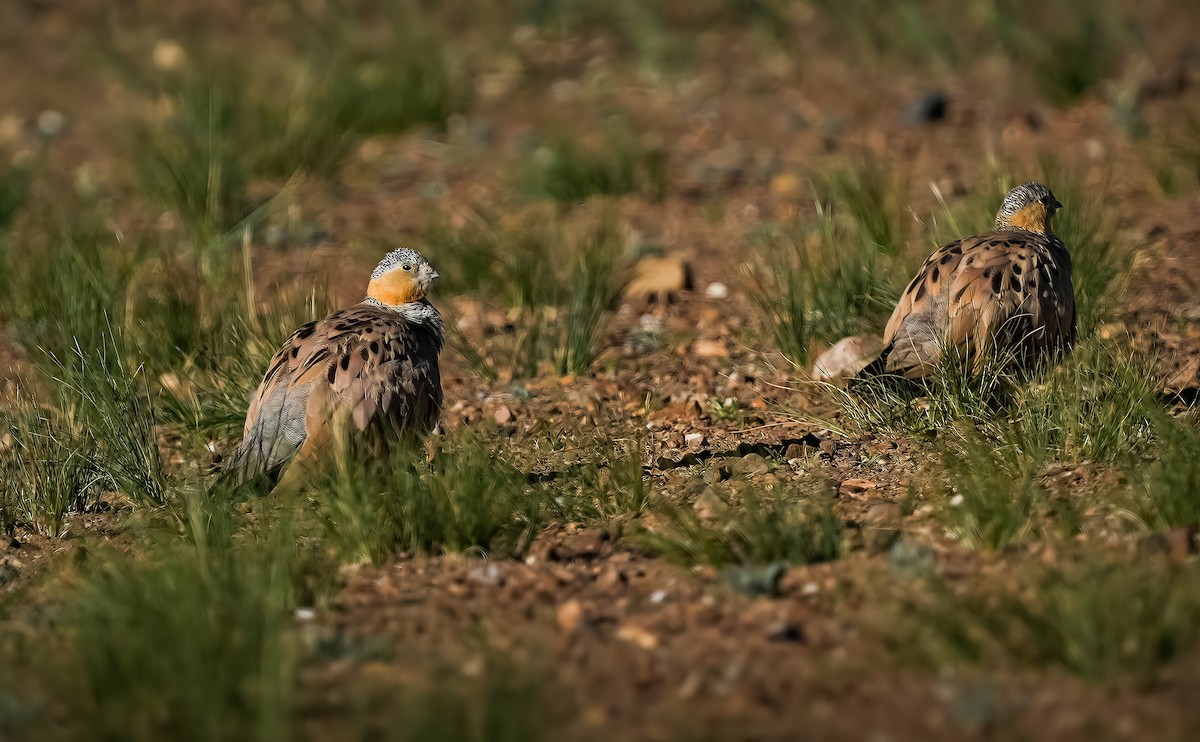 Tibetan Sandgrouse - ML641396975