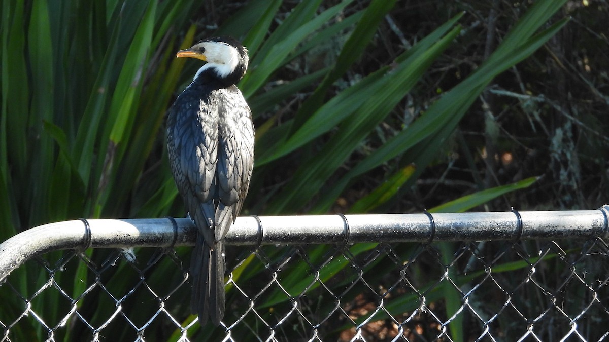 Little Pied Cormorant - ML641396980