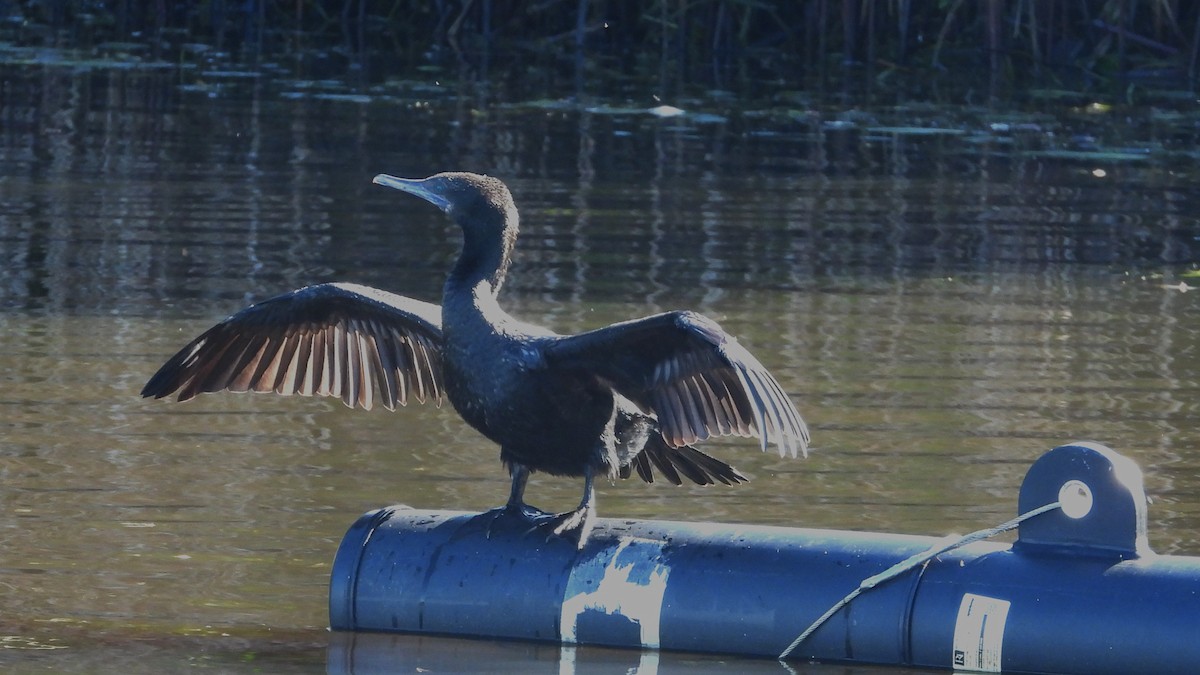 Cormorán Totinegro - ML641396990