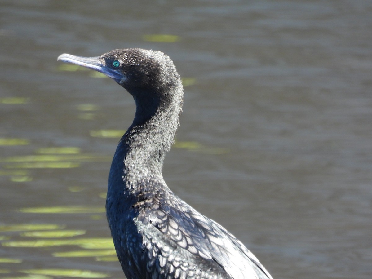 Cormorán Totinegro - ML641396991