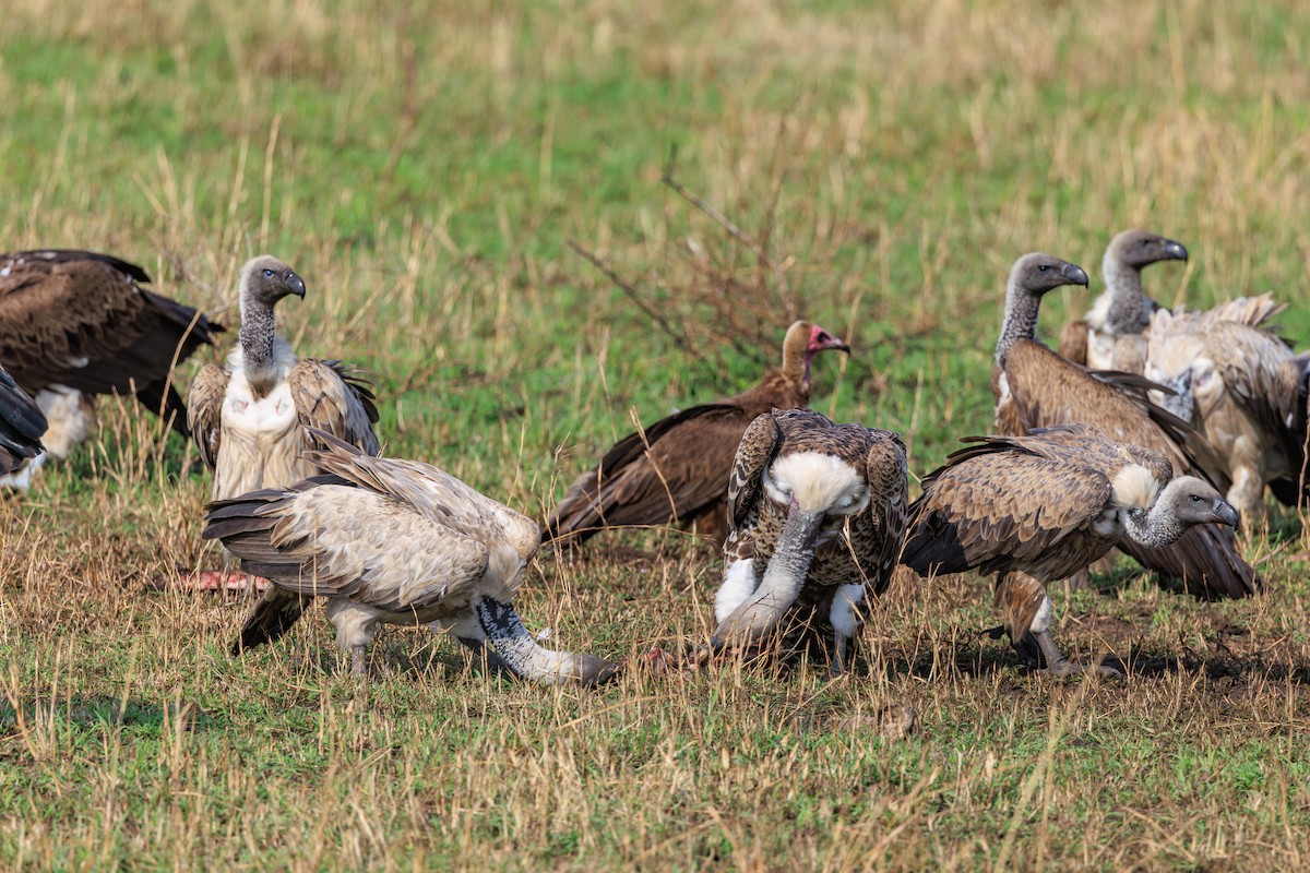 Hooded Vulture - ML641397006