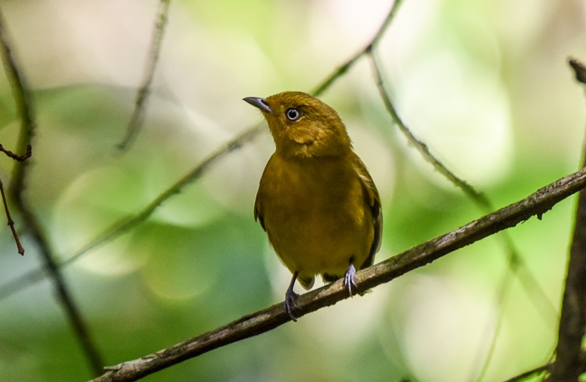halebåndmanakin - ML641397015