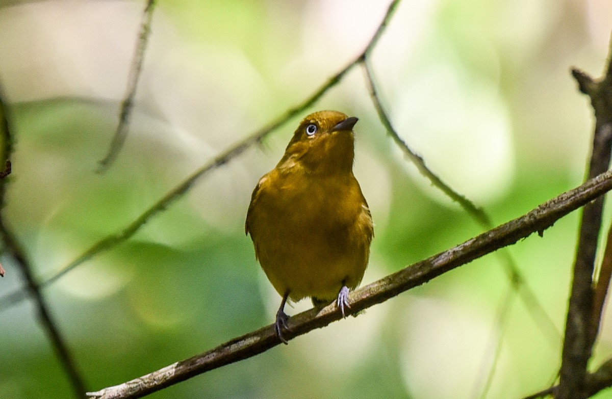halebåndmanakin - ML641397016