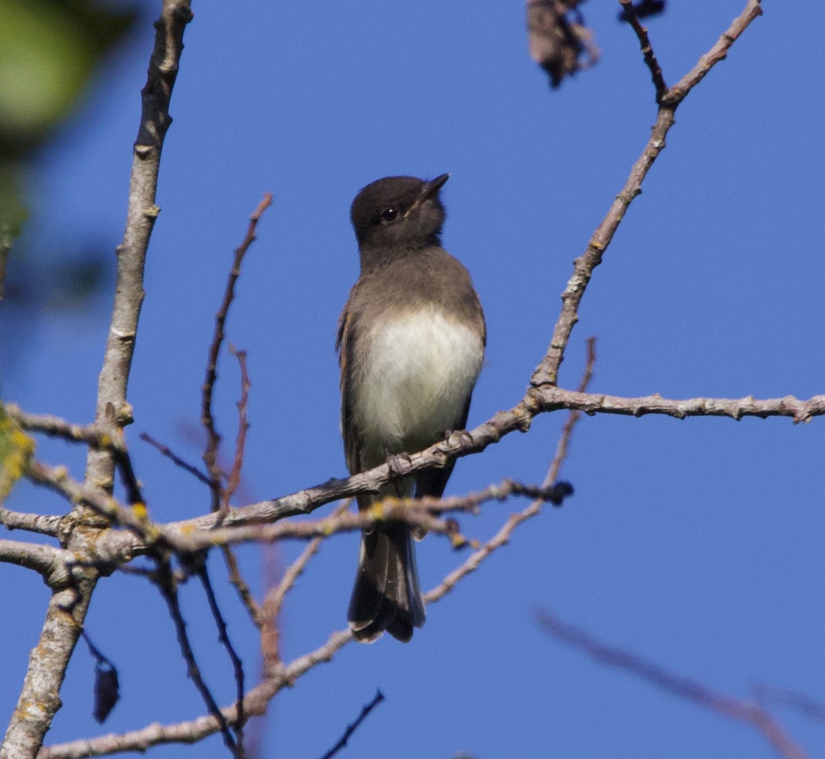 Black x Eastern Phoebe (hybrid) - ML641397042