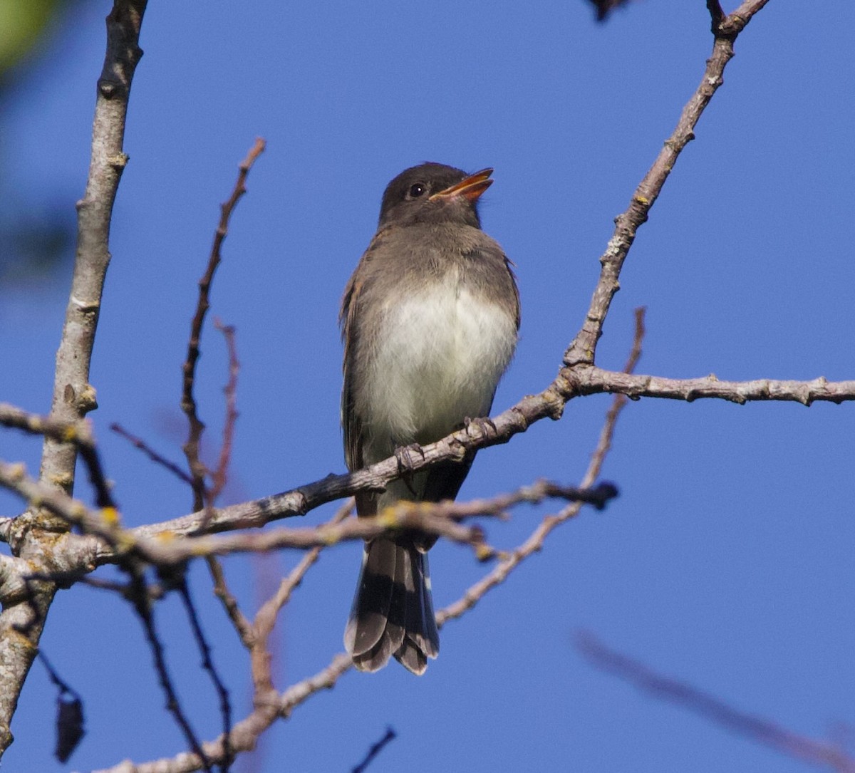Black x Eastern Phoebe (hybrid) - ML641397043