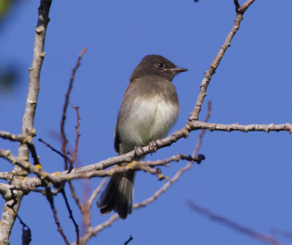 Black x Eastern Phoebe (hybrid) - ML641397044