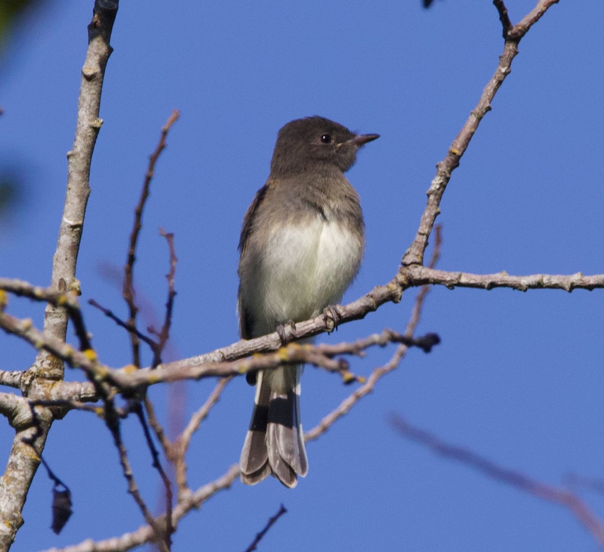 Black x Eastern Phoebe (hybrid) - ML641397045
