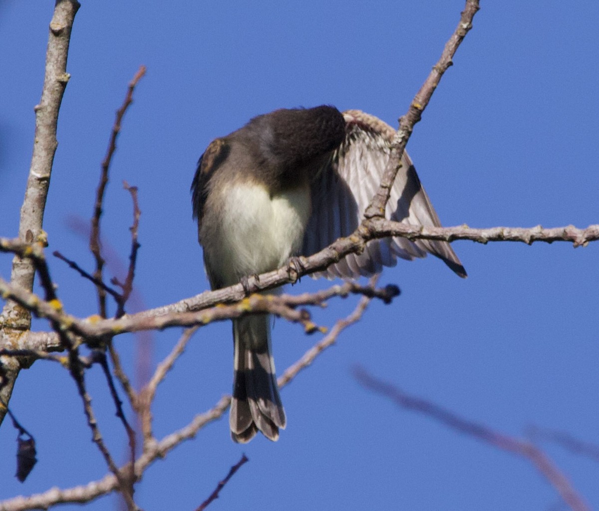 Black x Eastern Phoebe (hybrid) - ML641397046