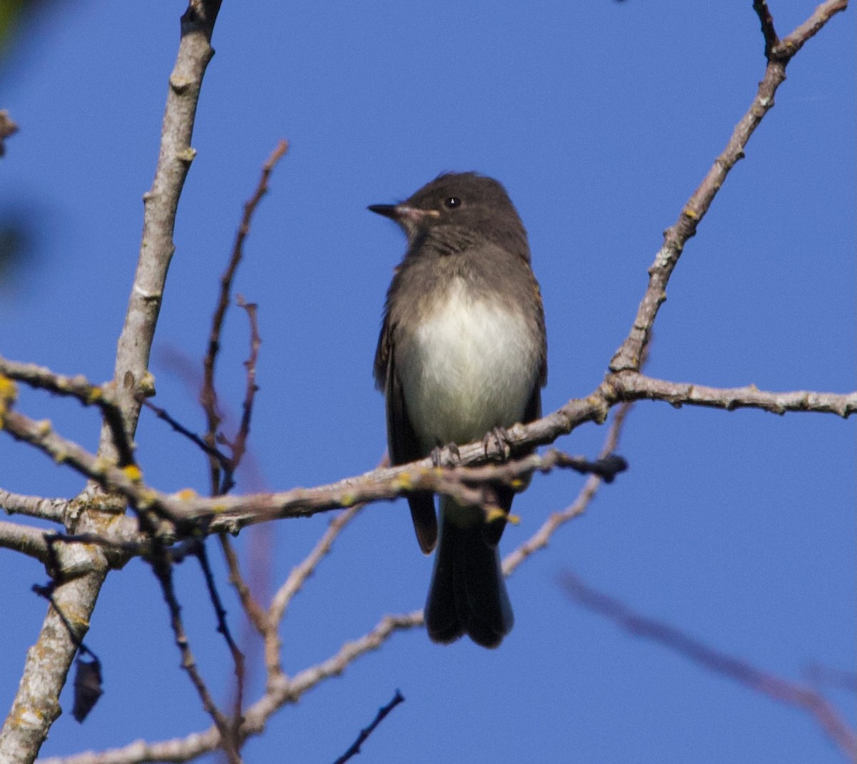 Black x Eastern Phoebe (hybrid) - ML641397047