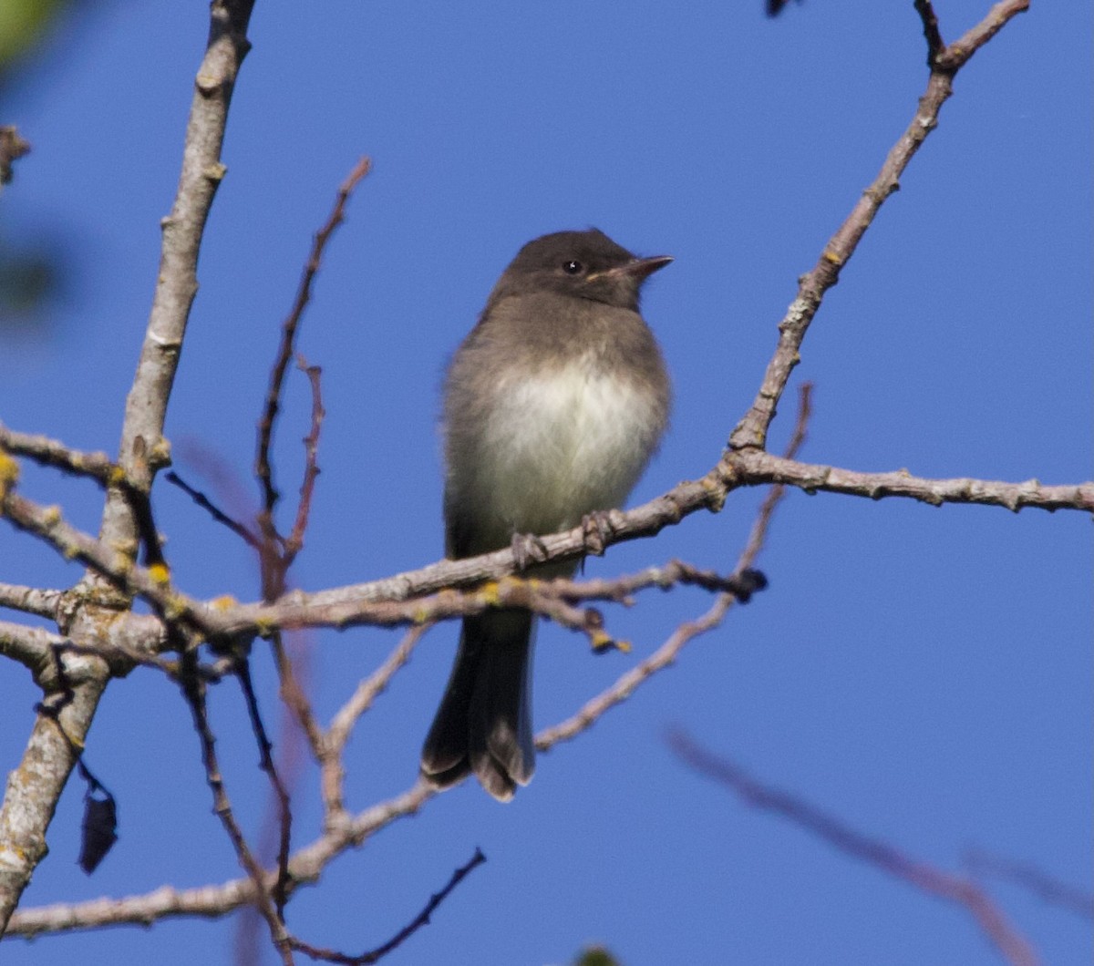 Black x Eastern Phoebe (hybrid) - ML641397048