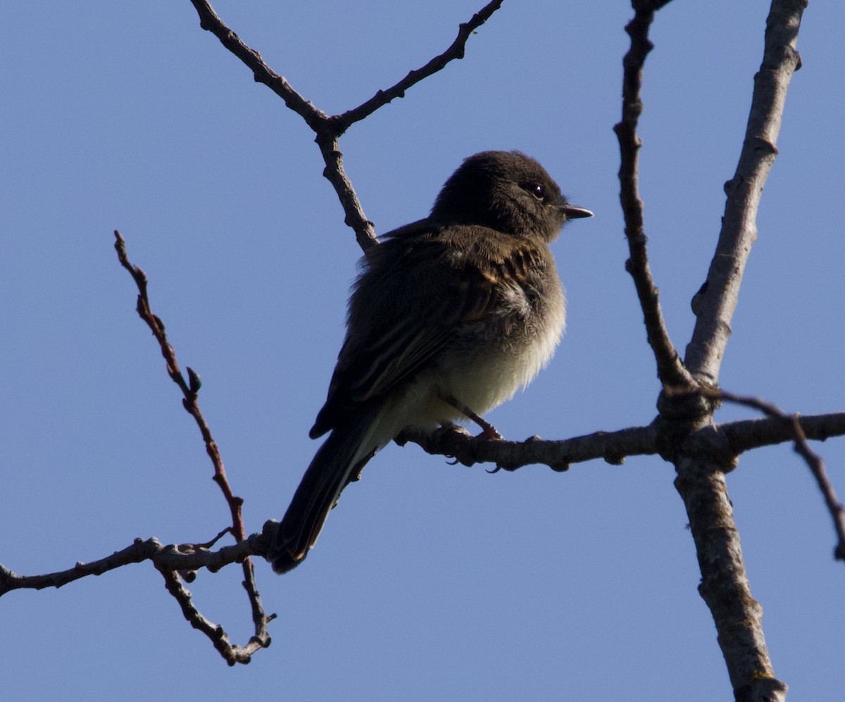 Black x Eastern Phoebe (hybrid) - ML641397049