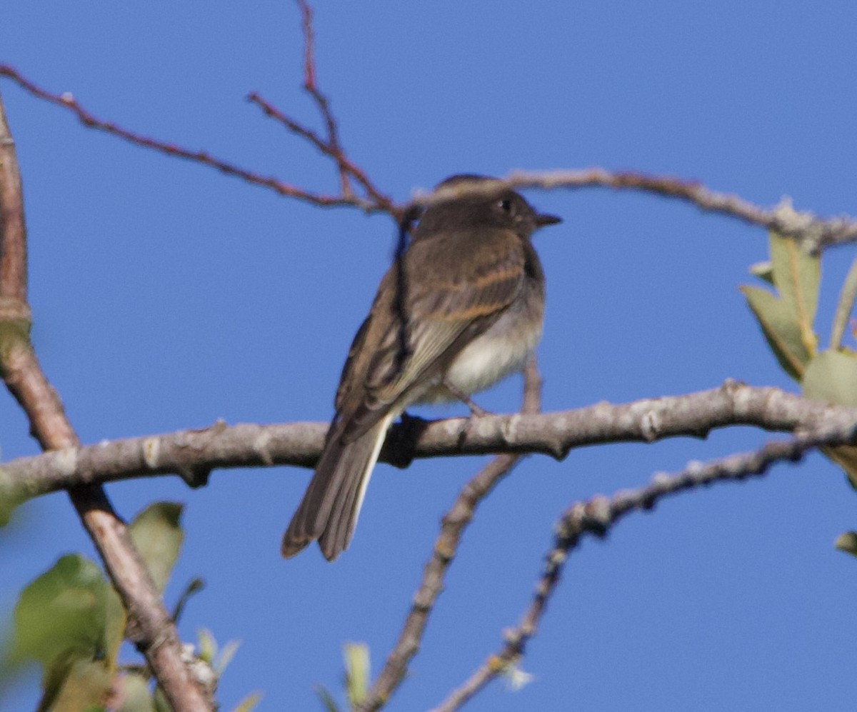 Black x Eastern Phoebe (hybrid) - ML641397050