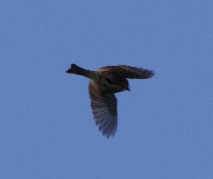 Black x Eastern Phoebe (hybrid) - ML641397051