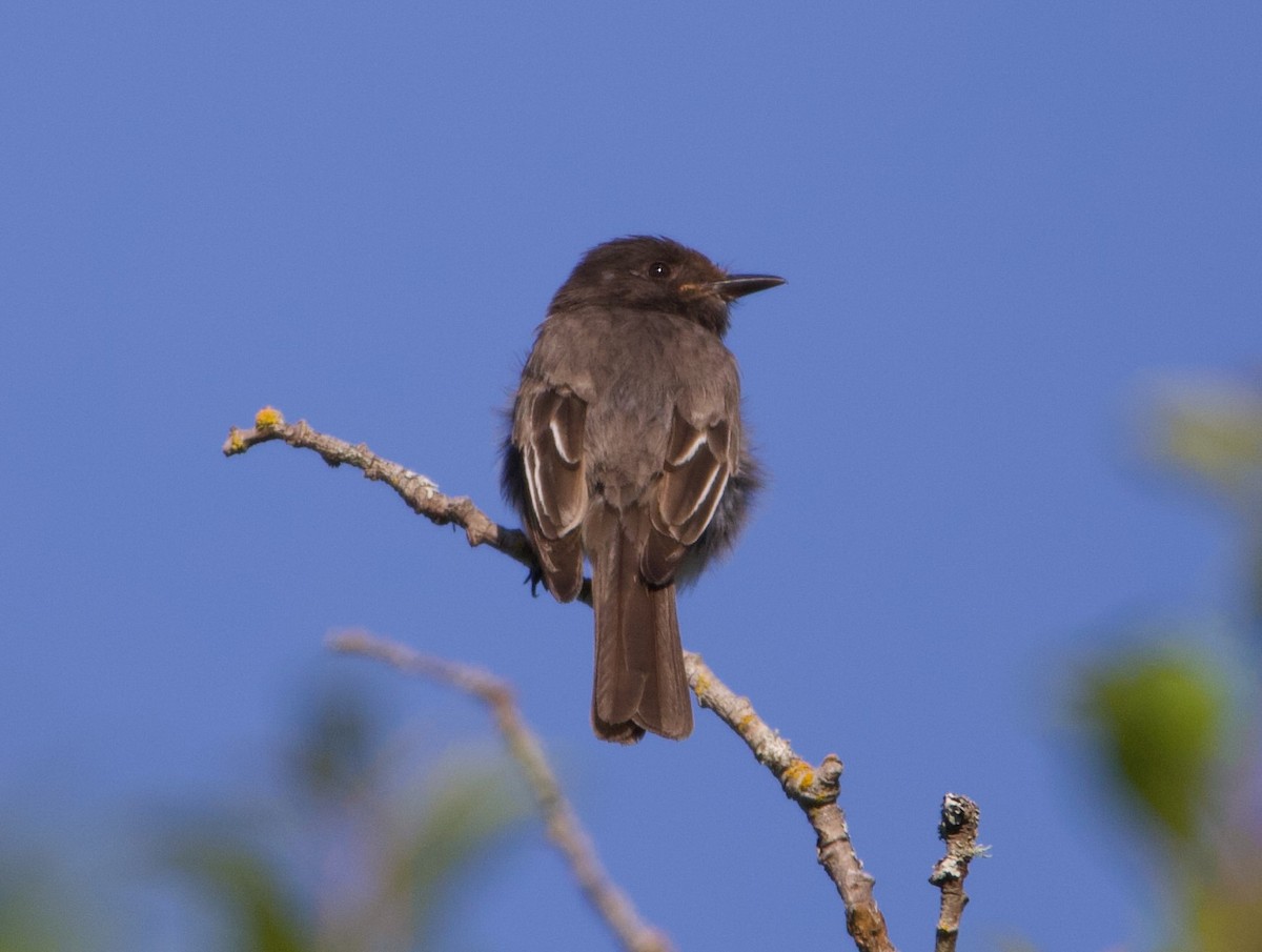 Black x Eastern Phoebe (hybrid) - ML641397052