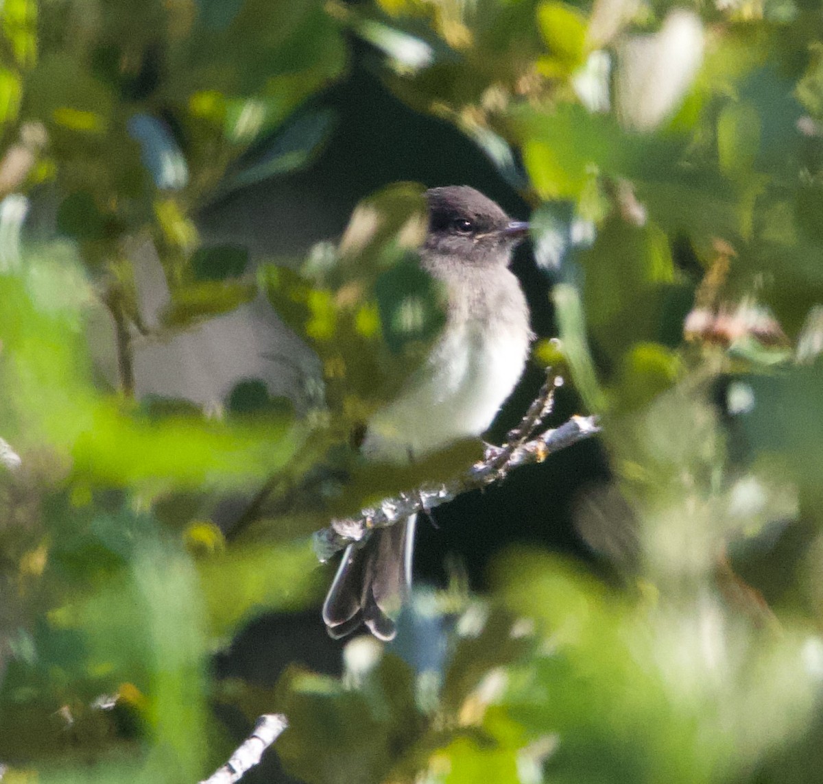 Black x Eastern Phoebe (hybrid) - ML641397053