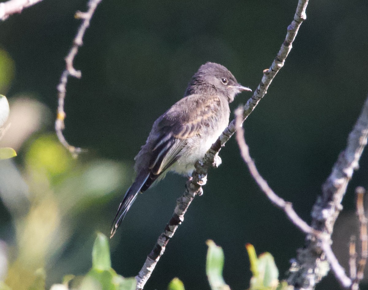 Black x Eastern Phoebe (hybrid) - ML641397054